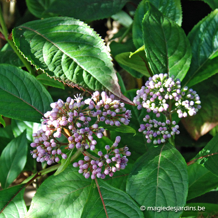 Tuintips voor maart